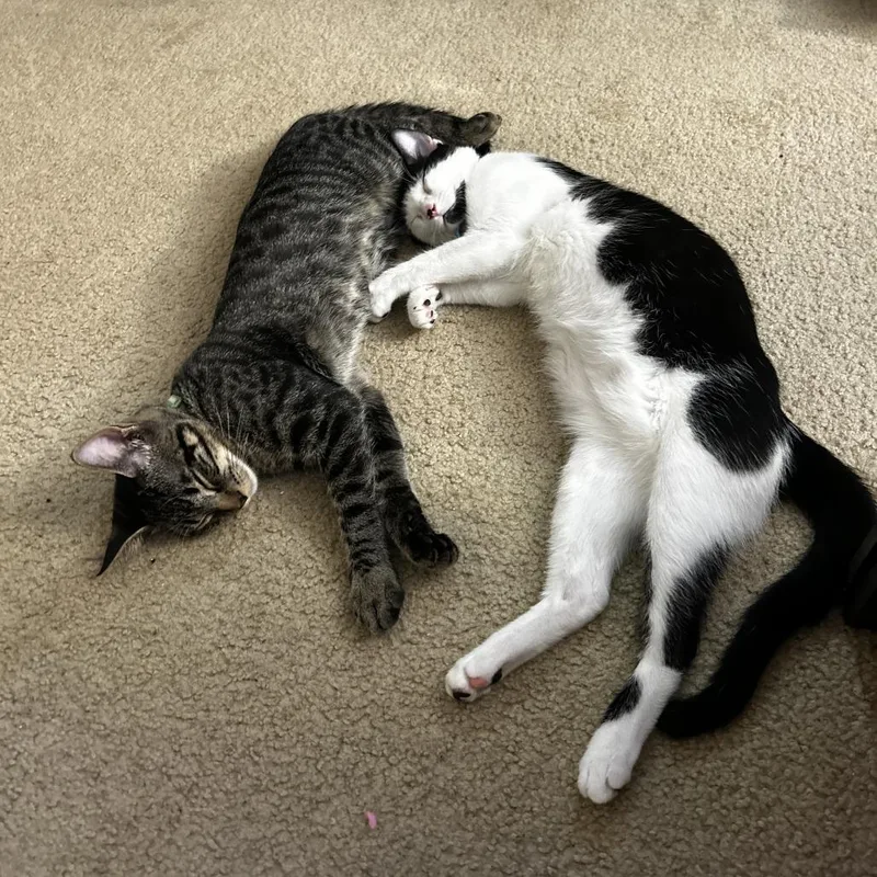 Snoopy  Home To thumbnail 5