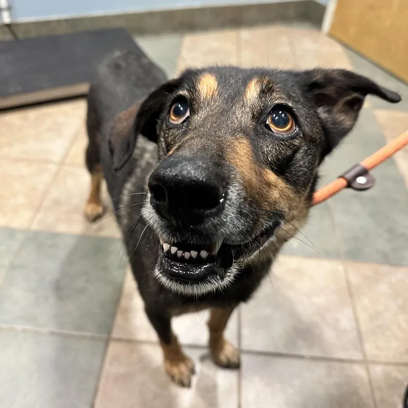An adult medium-sized female Black Mixed Breed dog named Juniper for adoption in Chattanooga, TN