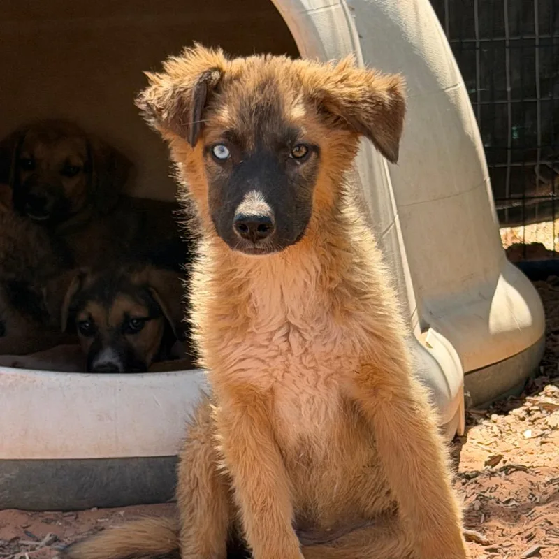 A baby small-sized female Brown / Chocolate Mixed Breed dog named Trefoil for adoption in Moab, UT