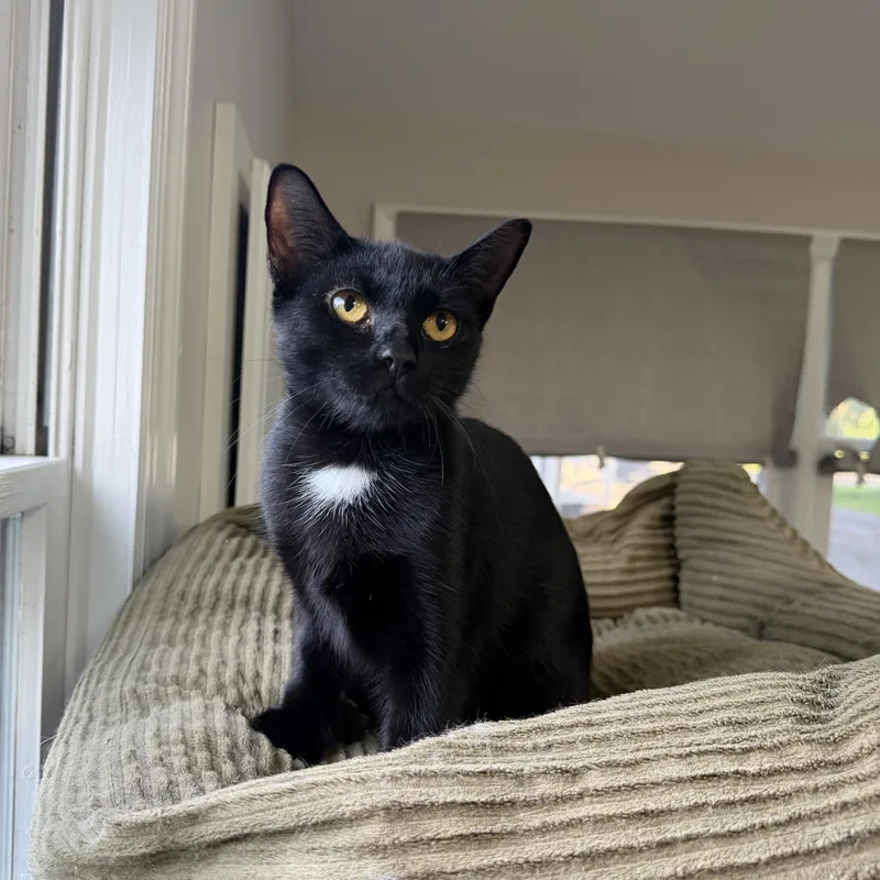 A young medium-sized female Black Domestic Short Hair cat named Jasmine for adoption in Hamilton, NJ