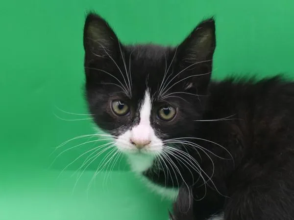 A baby small-sized female Domestic Short Hair cat named Jessie for adoption in Portland, OR