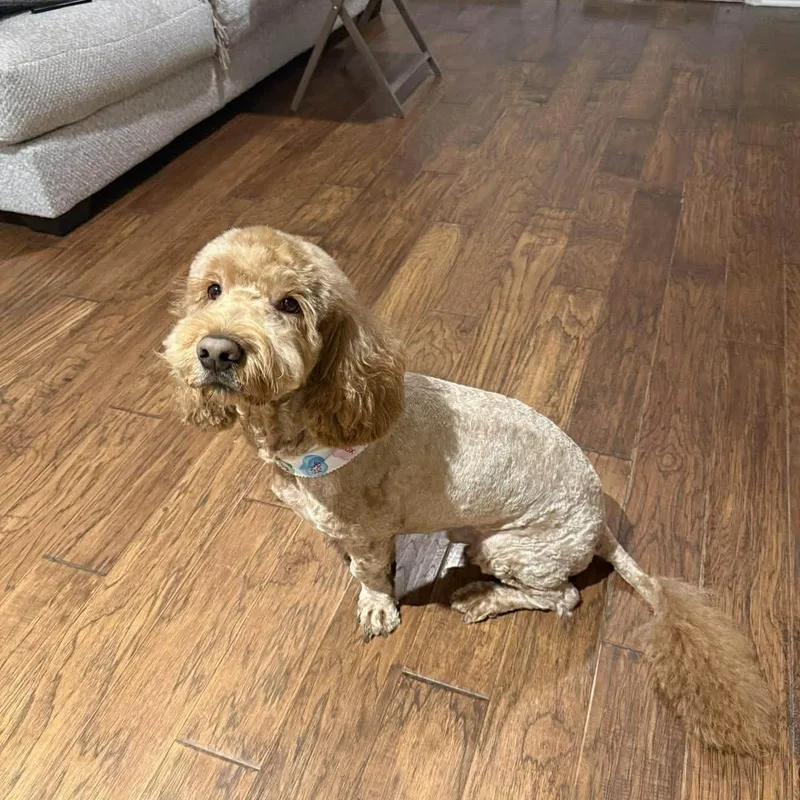 An adult medium-sized male Golden Retriever dog named Bruno Is A Golden for adoption in Kaufman, TX