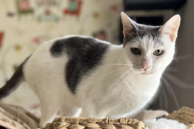 An adult medium-sized female Gray & White Domestic Short Hair cat named Savanna for adoption in Wellington, FL