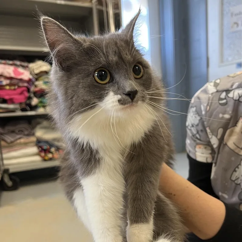 A young medium-sized female Gray / Blue / Silver Domestic Long Hair cat named Tulip for adoption in Ruckersville, VA