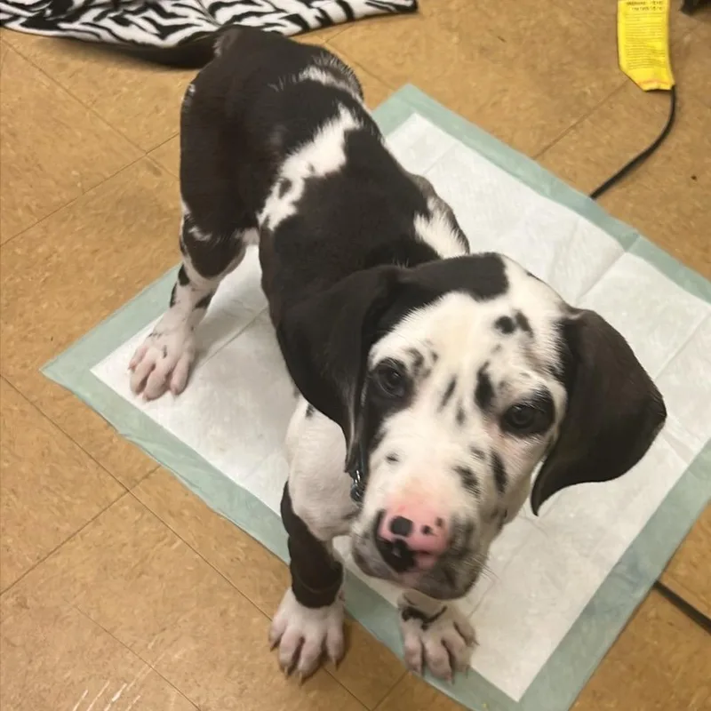 A baby small-sized male Black Great Dane dog named Ozzie for adoption in Sinking Spring, PA