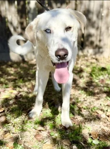 A young large-sized male White / Cream Great Pyrenees dog named Gus for adoption in Covington, LA