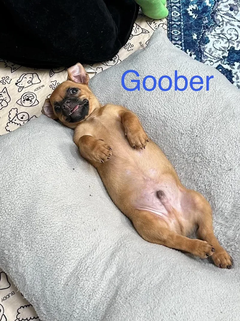 A baby small-sized male Chihuahua dog named Goober for adoption in Virginia Beach, VA