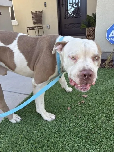 A young large-sized male Pit Bull Terrier dog named Mooka for adoption in Phoenix, AZ