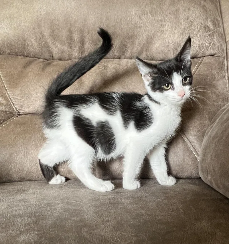 A baby small-sized male Black & White / Tuxedo Domestic Short Hair cat named Tony for adoption in Rochester, IN