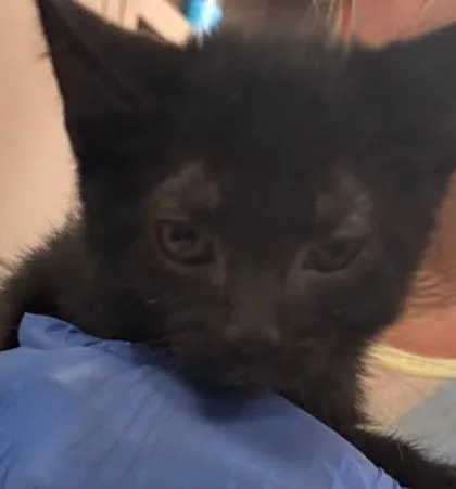 A baby small-sized male Domestic Short Hair cat named Snowball for adoption in Washington, DC