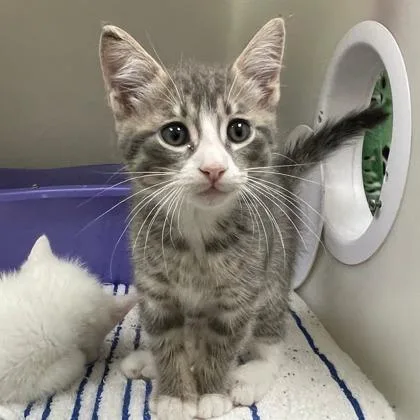 A baby small-sized male Domestic Short Hair cat named Tim for adoption in Wheaton, IL