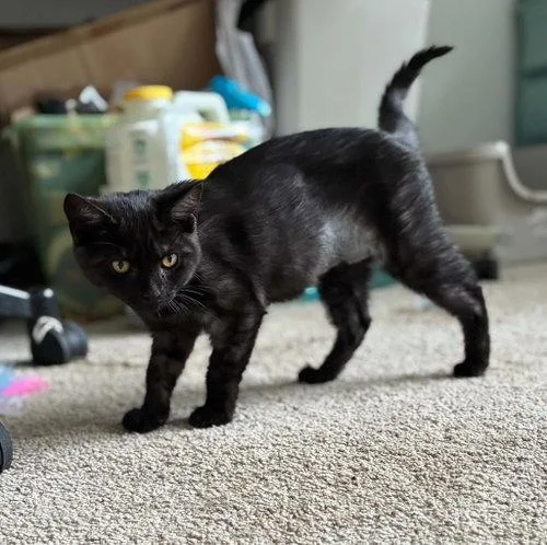 A baby medium-sized female Domestic Short Hair cat named Panther for adoption in Mount Royal, NJ