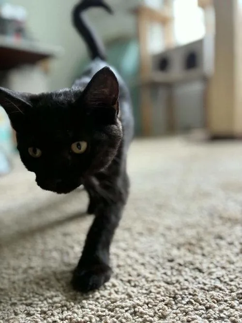Panther thumbnail 3