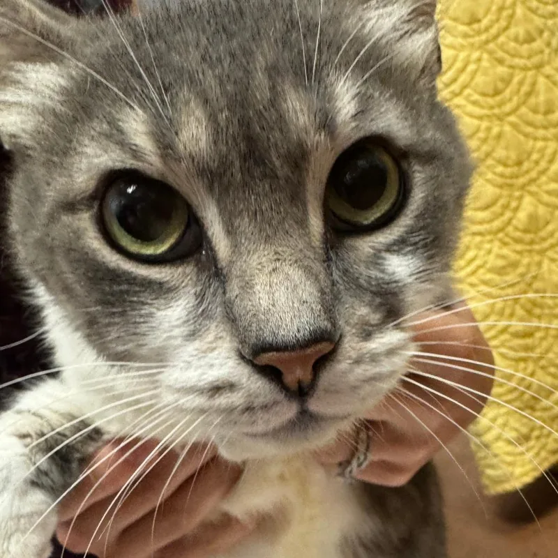 An adult extra large-sized male White American Shorthair cat named Heidi for adoption in Port Charlotte, FL