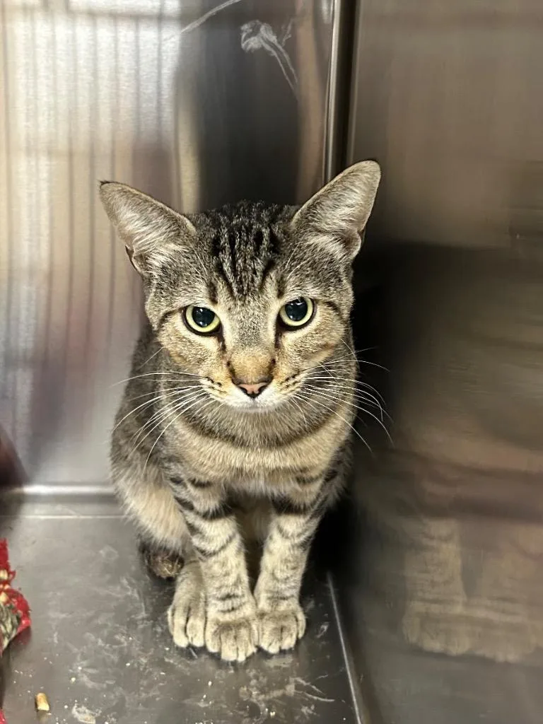 A young medium-sized male Domestic Short Hair cat named Tiger for adoption in Gautier, MS