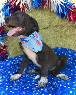 A baby large-sized male Border Collie dog named Abraham Puppy for adoption in Pleasanton, TX