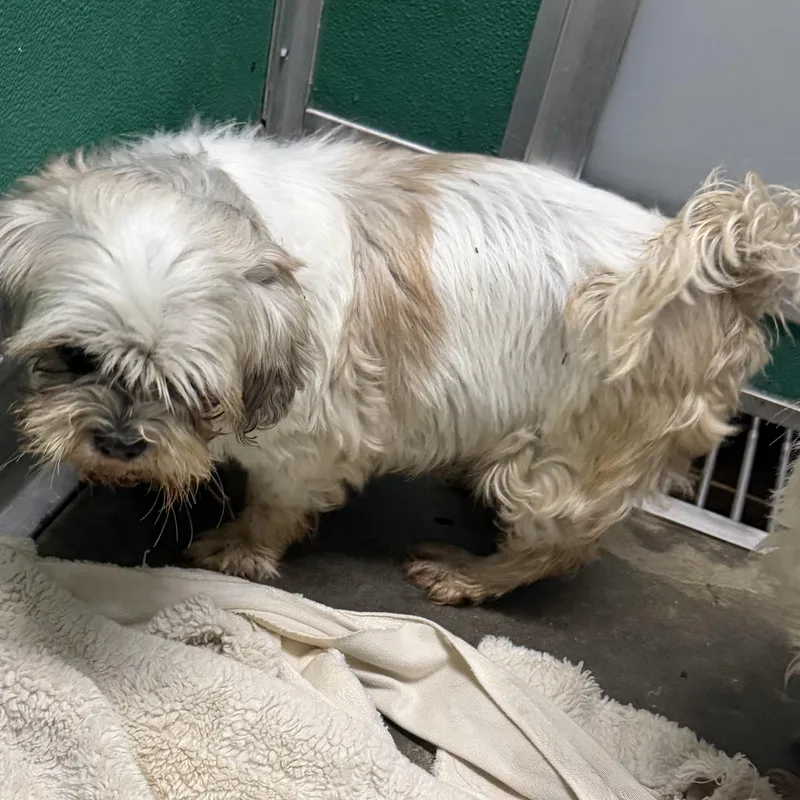An adult small-sized female Apricot / Beige Shih Tzu dog named Lulu for adoption in Trenton, MO