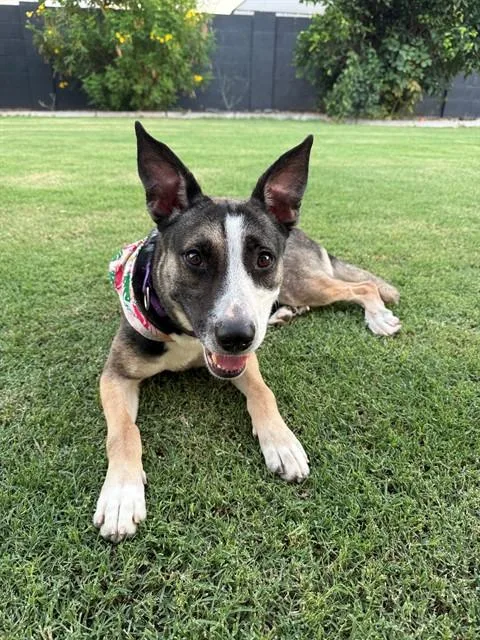 An adult large-sized female Australian Kelpie dog named Sabrina for adoption in Mesa, AZ