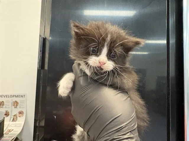 A baby small-sized male Domestic Medium Hair cat named Dean for adoption in Thousand Palms, CA