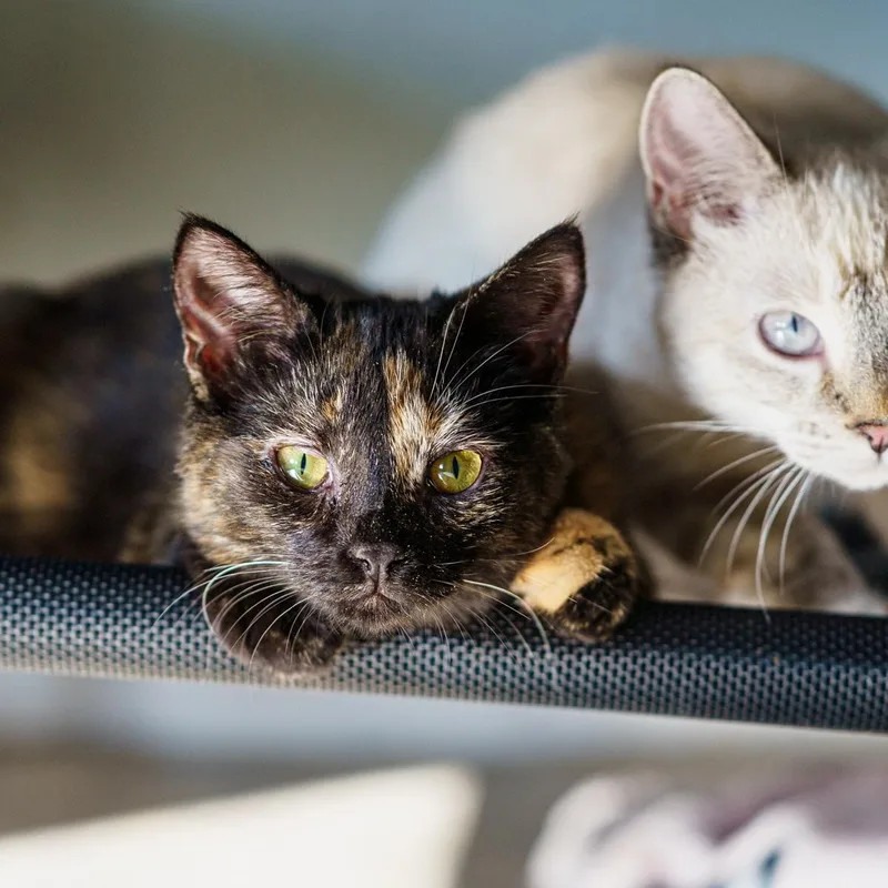 A baby medium-sized female Tortoiseshell cat named Aspen for adoption in LAMPASAS, TX