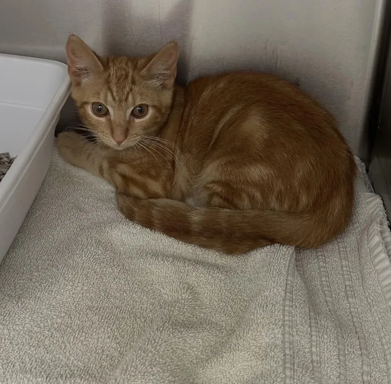 A baby small-sized male Domestic Short Hair cat named Nemo for adoption in Pinson, AL