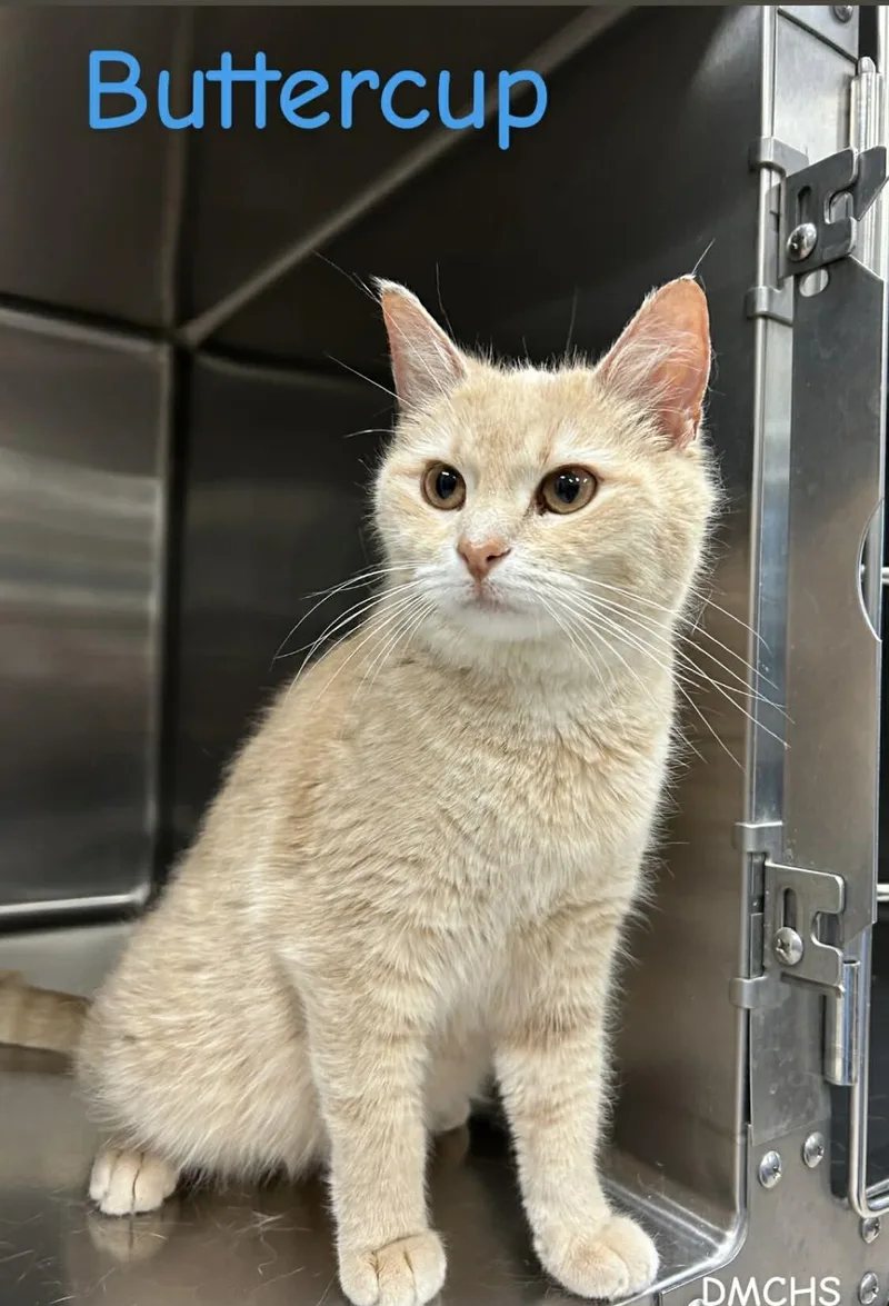 A baby small-sized female Orange / Red Domestic Short Hair cat named Buttercup for adoption in Burlington, IA