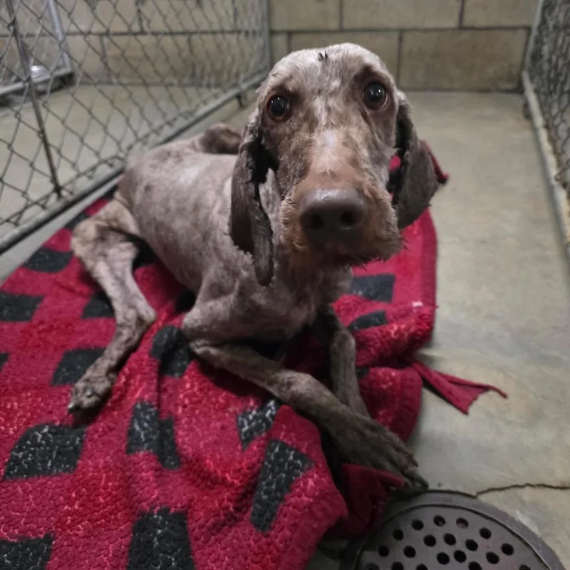 An adult medium-sized female Brown / Chocolate Poodle dog named Shakira for adoption in Jasper, IN