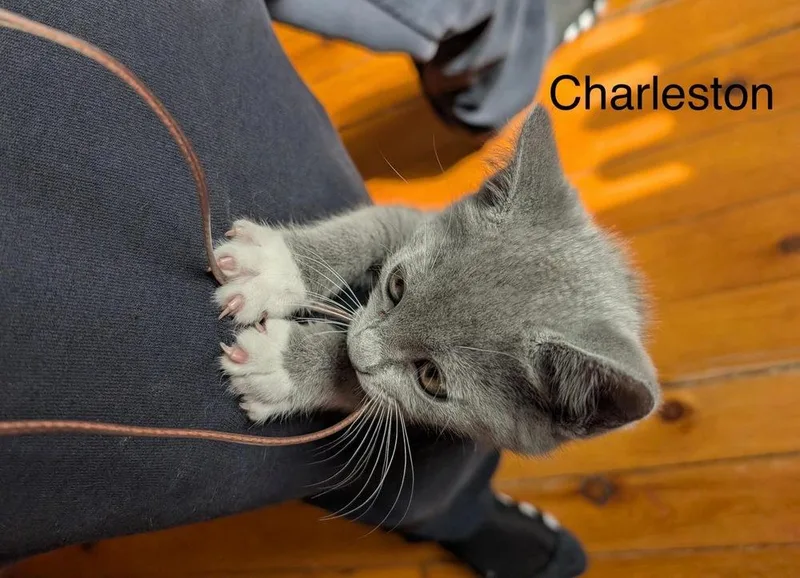 A baby small-sized male Gray / Blue / Silver Domestic Short Hair cat named Charleston for adoption in West Mifflin, PA