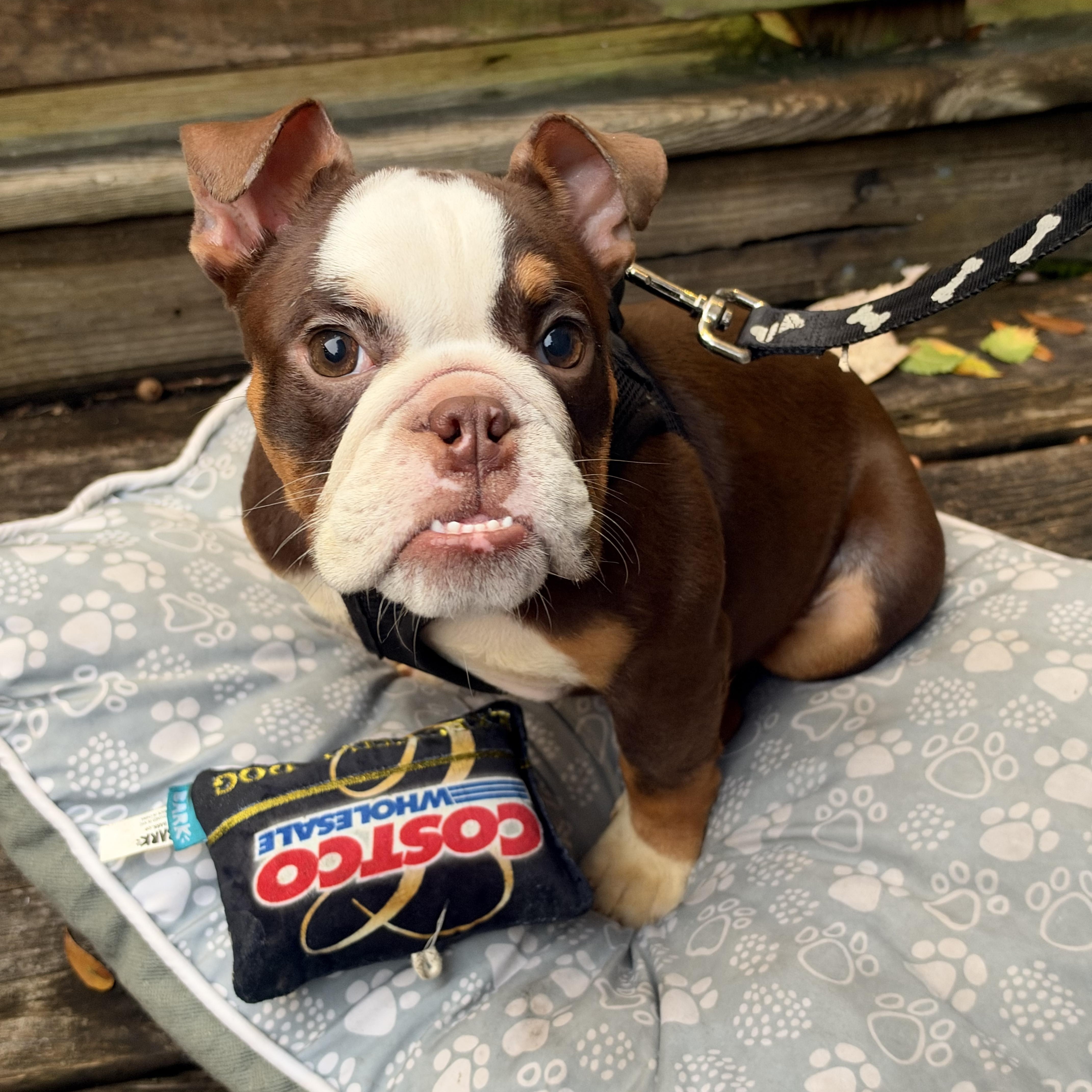 A young medium-sized female Brown / Chocolate English Bulldog dog named Paisley for adoption in Mt Pleasant, SC