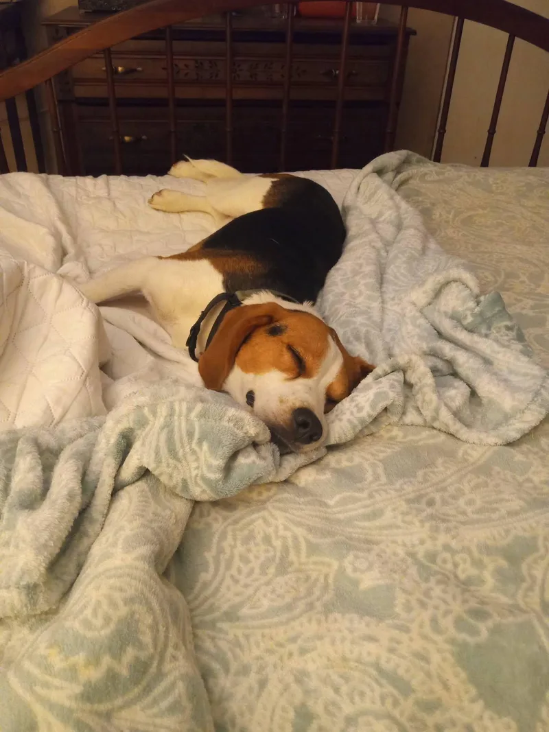 An adult small-sized male Tricolor (Brown, Black, & White) Beagle dog named Colter for adoption in Stuarts Draft, VA