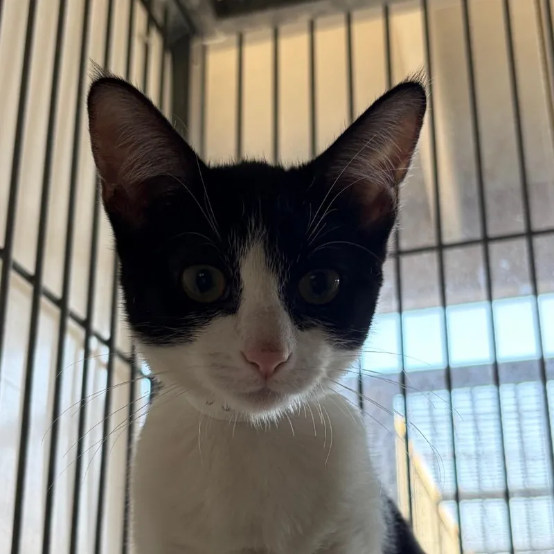 A baby small-sized female Black Domestic Short Hair cat named Ivy for adoption in Santa Barbara, CA