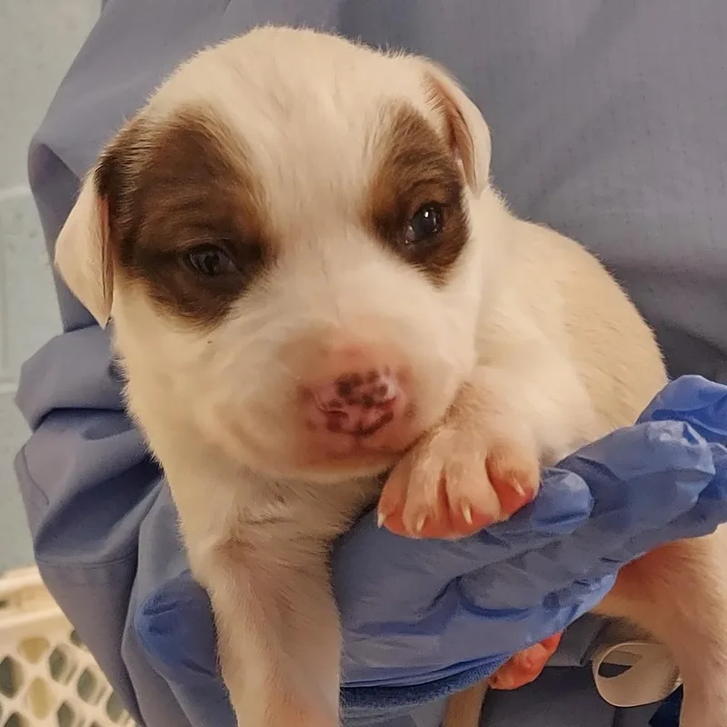 An adult large-sized male White / Cream Labrador Retriever dog named Tater AKA Wilhameno for adoption in LOXAHATCHEE, FL