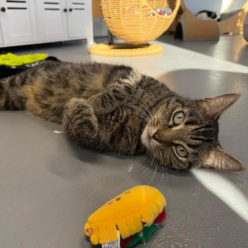 An adult medium-sized male Domestic Short Hair cat named Todd for adoption in Roanoke, VA