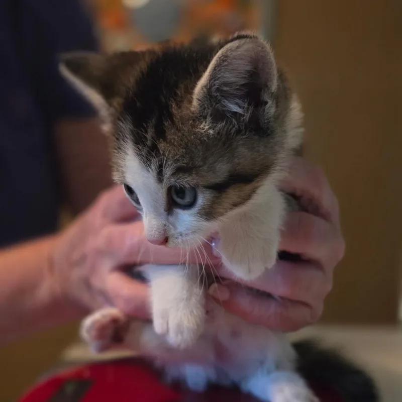 A baby small-sized female Gray / Blue / Silver Domestic Short Hair cat named Summer for adoption in Wichita, KS