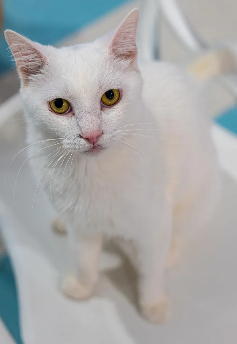 Polar Bear  Kbc thumbnail 2