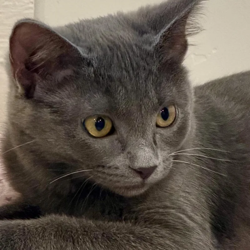 A baby small-sized female Gray / Blue / Silver Domestic Short Hair cat named Zoe Silverman for adoption in Eagle Mountain, UT