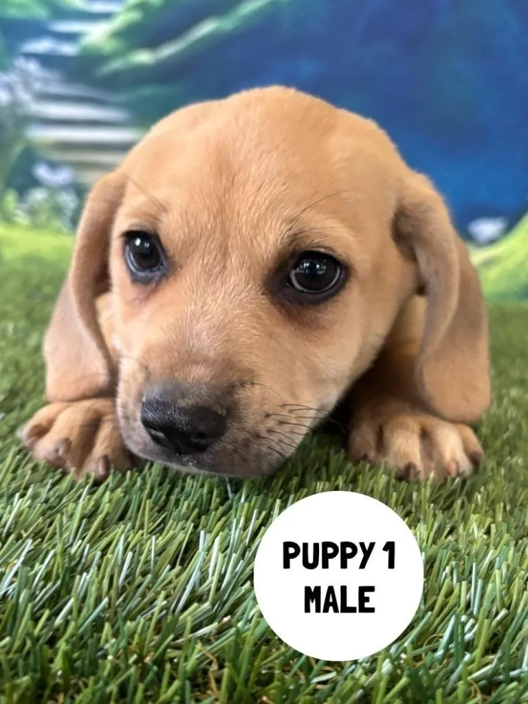 A baby small-sized male Labrador Retriever dog named Remy for adoption in Rutherfordton, NC