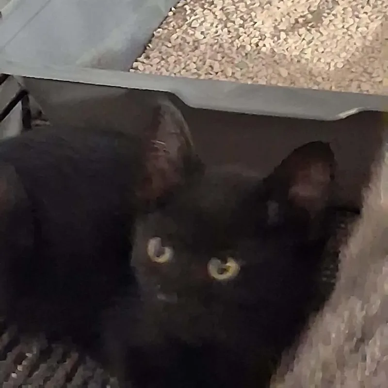 A baby small-sized female Black Manx cat named Osprey for adoption in Nampa, ID