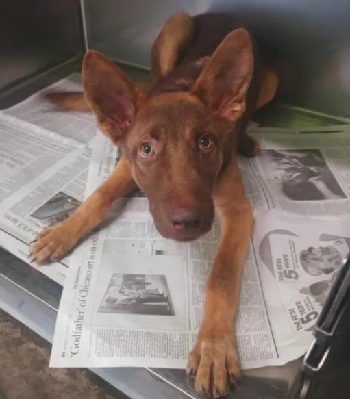 A young large-sized female German Shepherd Dog dog named Nova for adoption in Los Angeles, CA