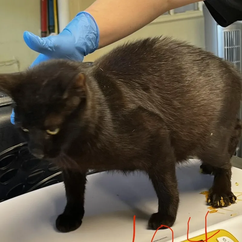 A young medium-sized female Black Domestic Short Hair cat named Mama Tiger for adoption in Mount Juliet, TN