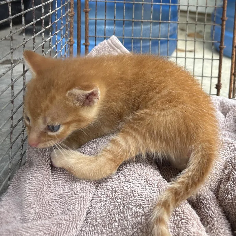 A baby small-sized male Orange / Red Domestic Short Hair cat named Anthony for adoption in Milton, FL