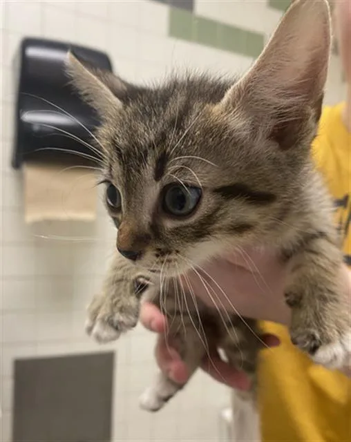 A baby medium-sized female Domestic Short Hair cat named Marie for adoption in Dallas, TX