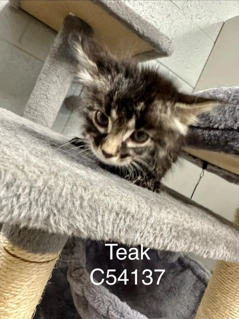 Teak thumbnail 3