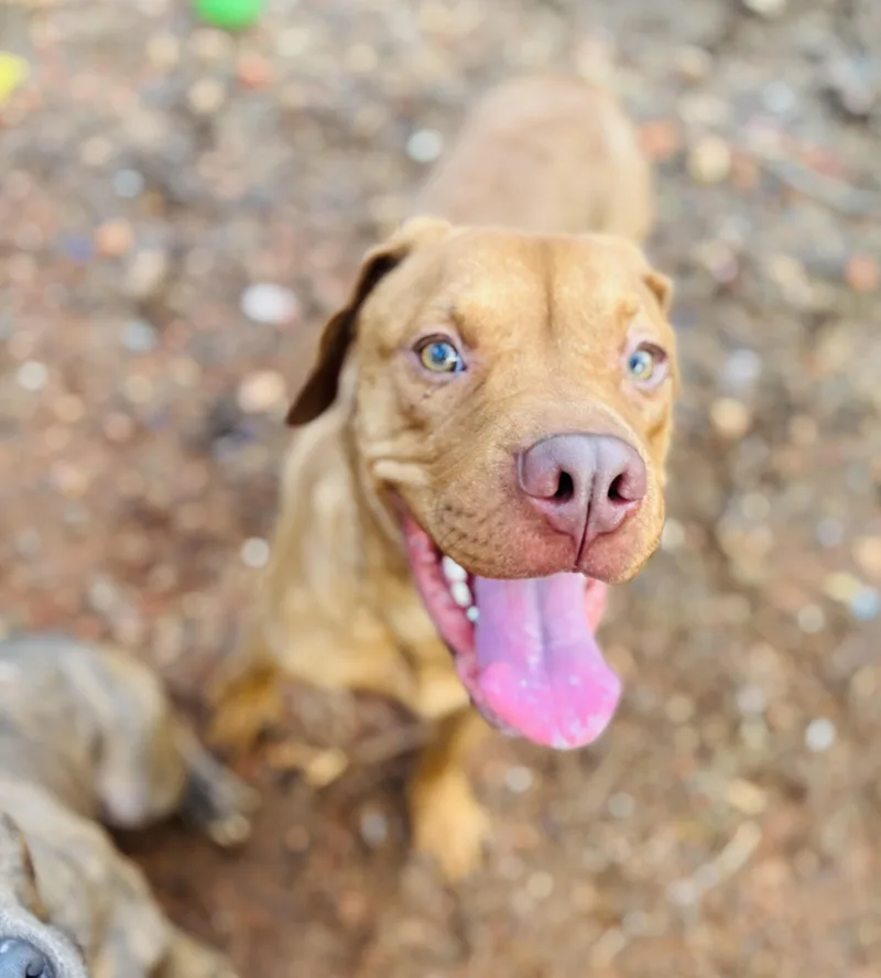 A young large-sized male Mixed Breed dog named Gibson for adoption in Rogers, AR