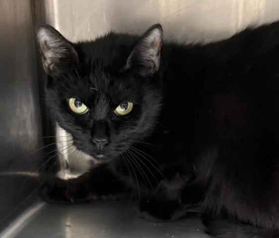An adult medium-sized female Domestic Short Hair cat named Midnight for adoption in Los Angeles, CA