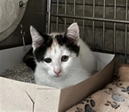 A baby medium-sized female Domestic Short Hair cat named Xena for adoption in Baldwin Park, CA