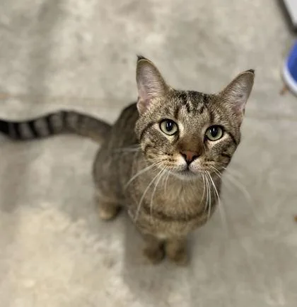 An adult large-sized male Domestic Short Hair cat named Meatball for adoption in Humboldt, IA