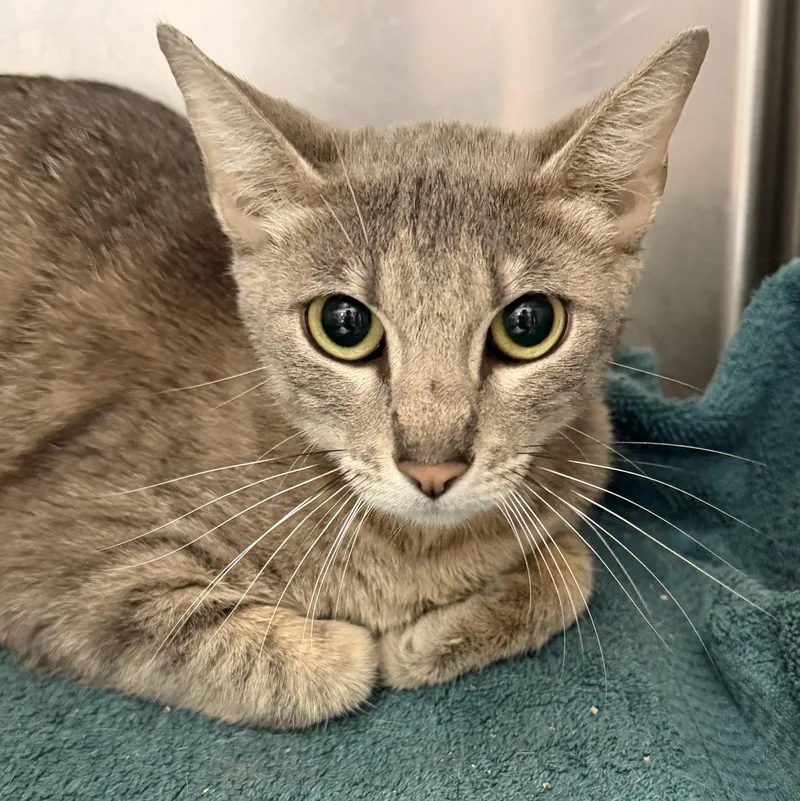 A baby medium-sized female Domestic Short Hair cat named Rouge for adoption in Oakland, CA