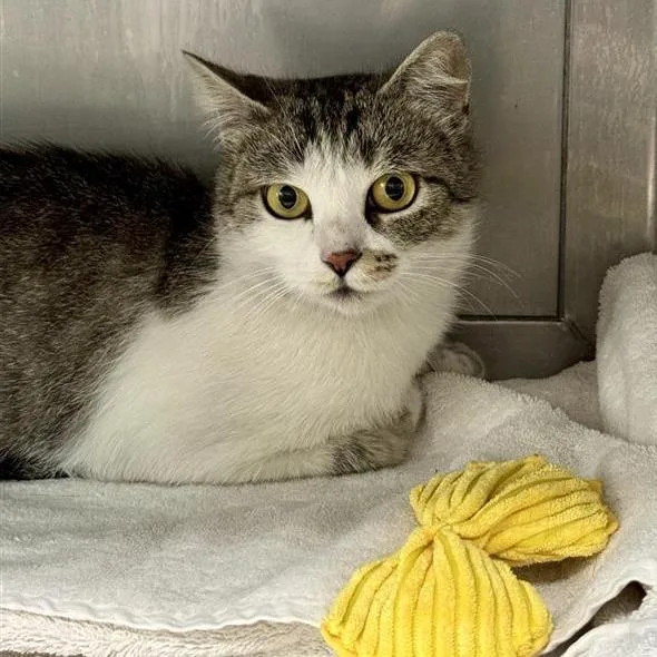 An adult medium-sized female Gray / Blue / Silver Domestic Short Hair cat named Kayla for adoption in Long Beach, CA