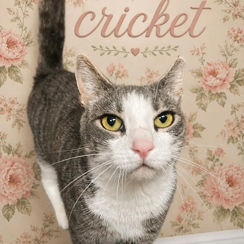 Cricket thumbnail 6